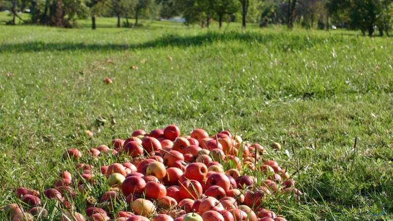 Die Streuobstwiese: Ein besonders nachhaltiges Biotop