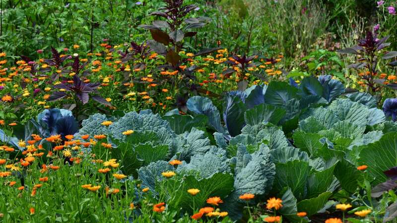 Der Gartenbauverein: Lohnt sich der Beitritt für Hobbygärtner?