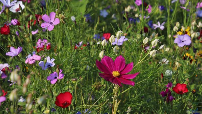 Der Gartenbauverein: Lohnt sich der Beitritt für Hobbygärtner?