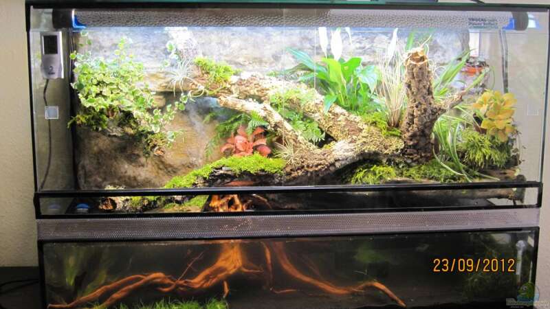 Das passende Becken für ein Paludarium