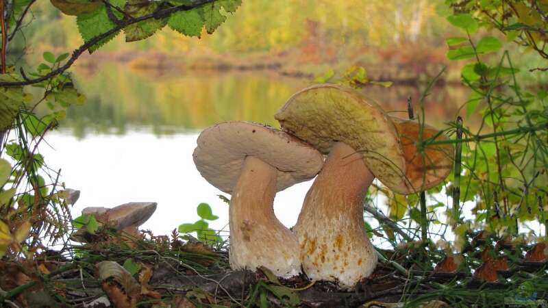 Pilze sammeln im Herbst: Beliebte essbare Arten und Tipps zum richtigen Sammeln