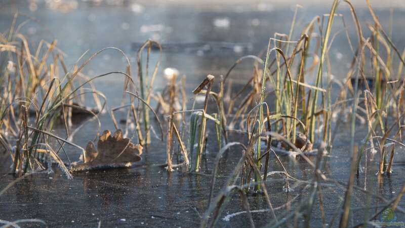 Teichtechnik im Winter: Was tun mit Pumpen und Filtern?