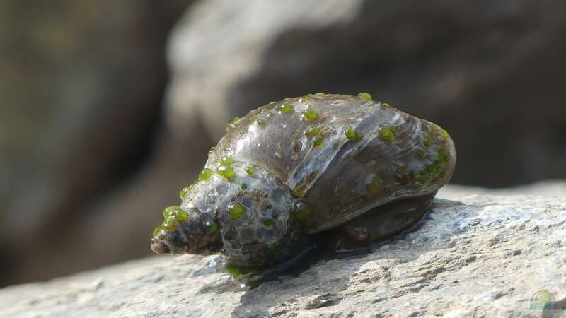 Nützlinge im Teich: Muscheln, Schnecken, Käfer und Co.