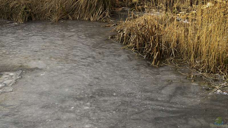 Pflege und Wartung eines Schwimmteichs im Herbst: Wichtige Maßnahmen für eine gesunde Badeoase