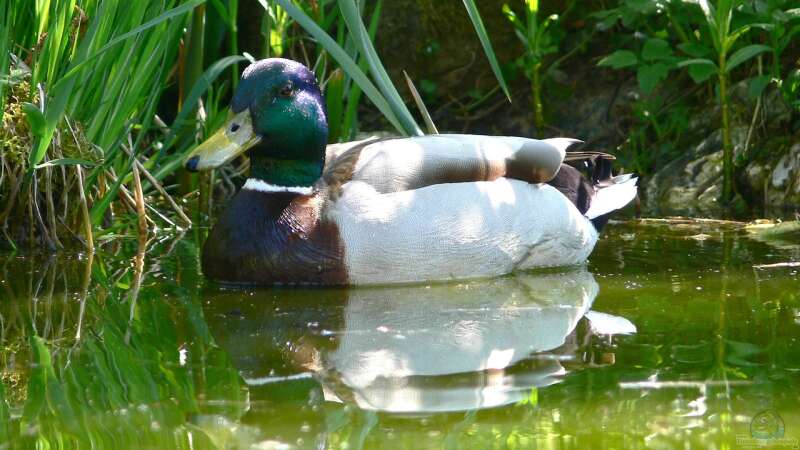 Schädlinge im Gartenteich – Erkennen und Bekämpfen