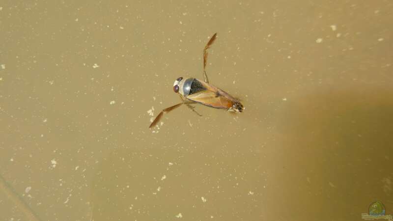 Schädlinge im Gartenteich – Erkennen und Bekämpfen