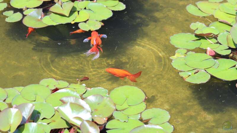 Goldfisch ist nicht gleich Goldfisch: Die Vielfalt der Goldfischarten im Gartenteich