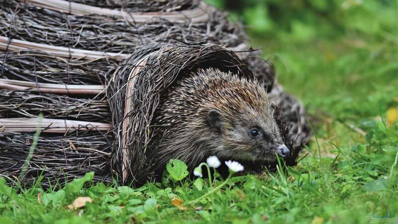 Ab wann Igel im Herbst nicht mehr gefüttert werden sollten