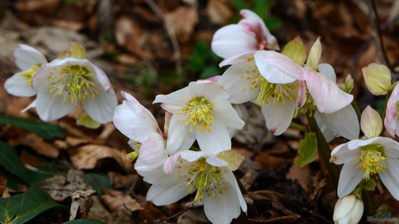 Christrosen - Jetzt pflanzen für Blütenpracht im Winter!