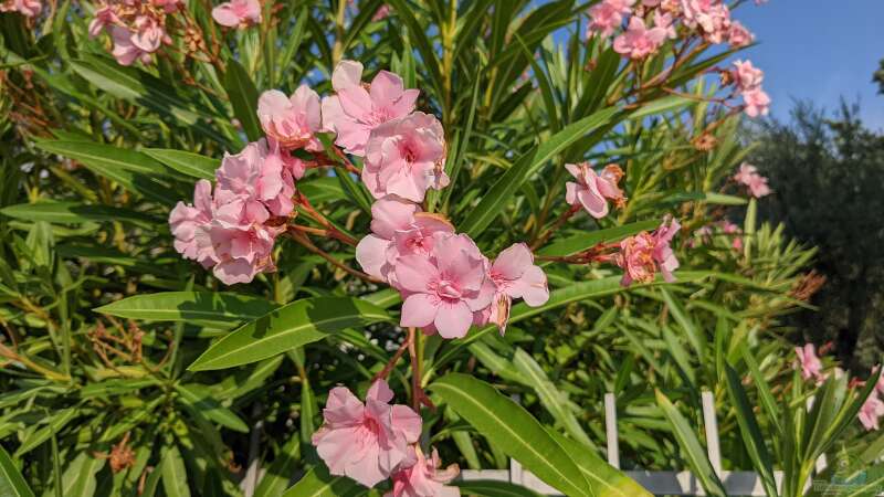 Vorsicht, giftig! - Giftpflanzen für Haustiere im Garten