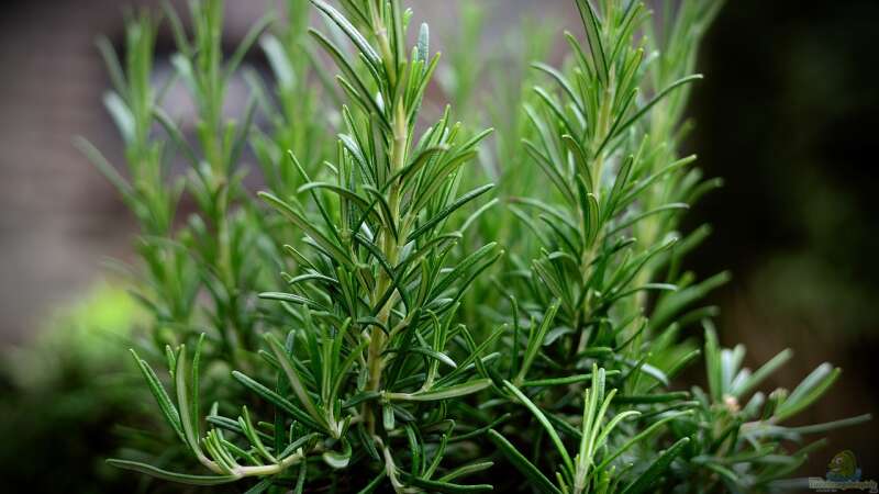 Jetzt noch ernten: Mit Heilkräutern gesund durch den Winter