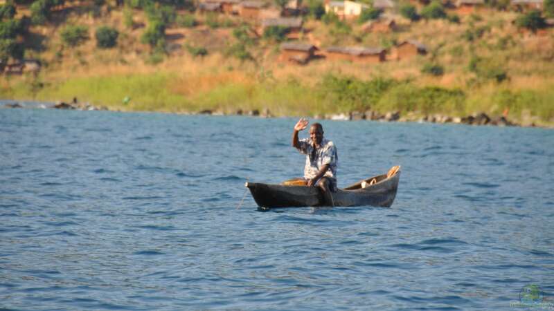 Der Weg der Cichliden vom Malawisee nach Deutschland