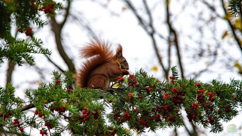 Blühende Farbtupfer im winterlichen Garten