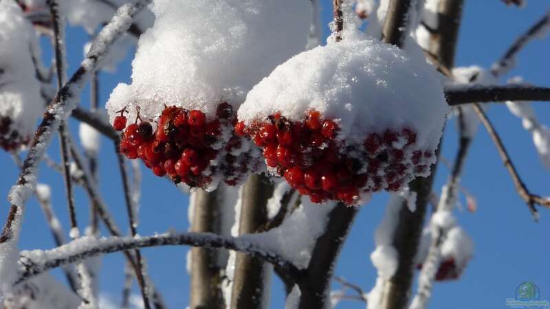 Blühende Farbtupfer im winterlichen Garten