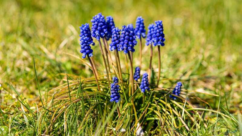 Jetzt an den Frühling denken: Pflanzzeit für Frühblüher