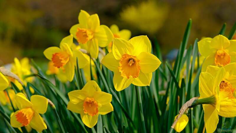 Jetzt an den Frühling denken: Pflanzzeit für Frühblüher