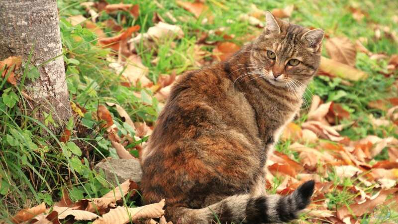 Herbst im Garten – Was jetzt NICHT zu tun ist