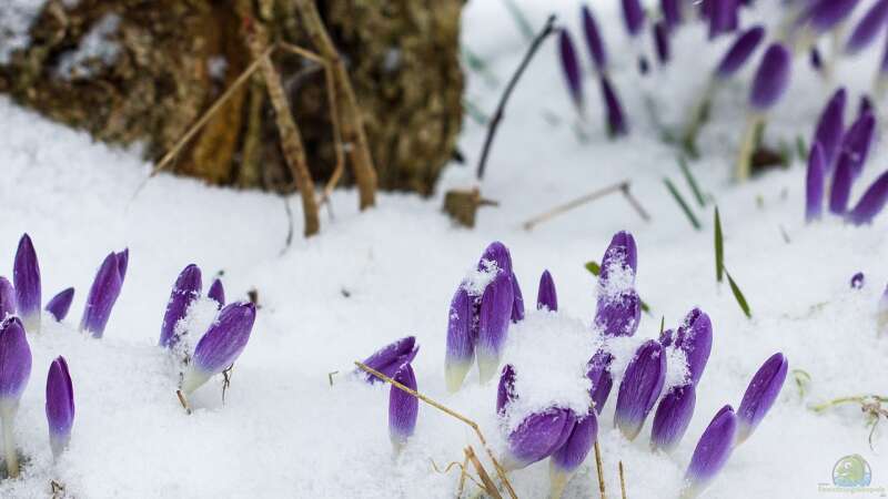 Biologische Mechanismen des Winterschlafs: Eine genaue Betrachtung