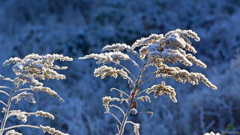 Biologische Mechanismen des Winterschlafs: Eine genaue Betrachtung