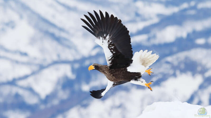 Wintergäste im Garten: Vögel, die aus dem Norden zu uns ziehen