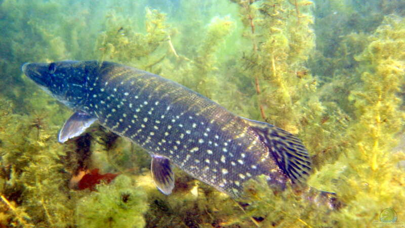 Die ökologische Bedeutung von Raubfischen in aquatischen Ökosystemen