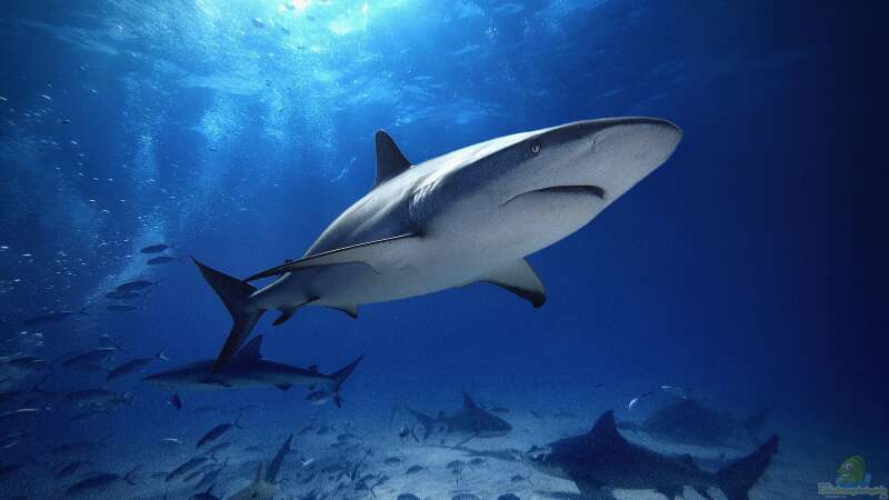 Die ökologische Bedeutung von Raubfischen in aquatischen Ökosystemen