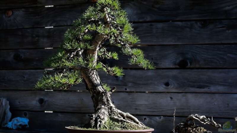 Der Japandi-Stil im Garten perfekt umgesetzt: So gelingt das Zusammenspiel von Japan und Skandinavien