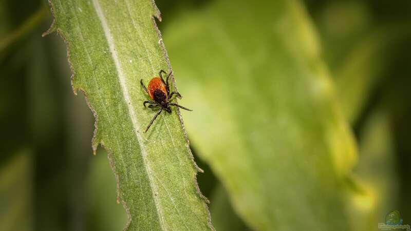 Zecken: Die unterschätzte Gefahr im eigenen Garten