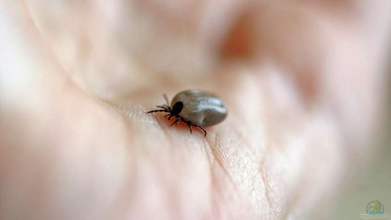 Zecken: Die unterschätzte Gefahr im eigenen Garten