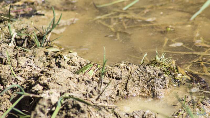 Mikroorganismen im Winter – Das geheime Leben im Teichschlamm