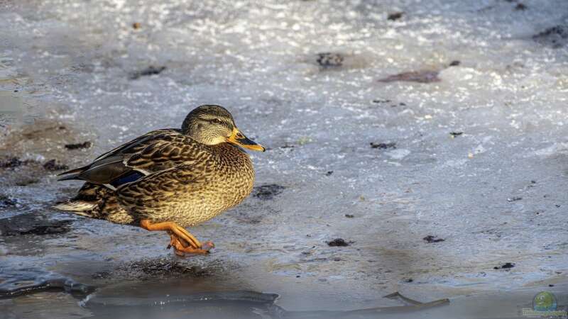 Mikroorganismen im Winter – Das geheime Leben im Teichschlamm