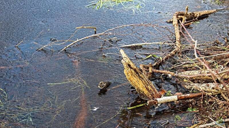 Mikroorganismen im Winter – Das geheime Leben im Teichschlamm