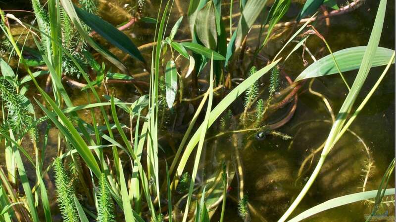 Die Flachwasserzone im Teich: Bedeutung, Gestaltung und Pflege