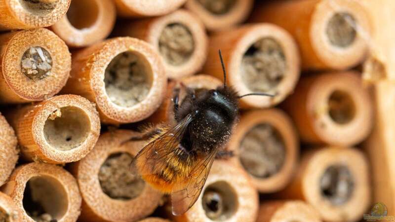 Bienen im Winter – Rückzug ins Winterquartier