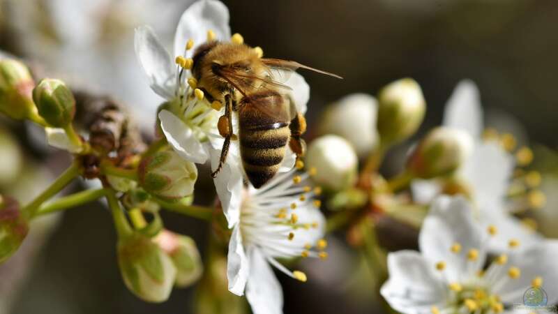 Bienen im Winter – Rückzug ins Winterquartier