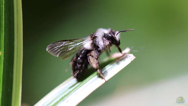 Bienen im Winter – Rückzug ins Winterquartier