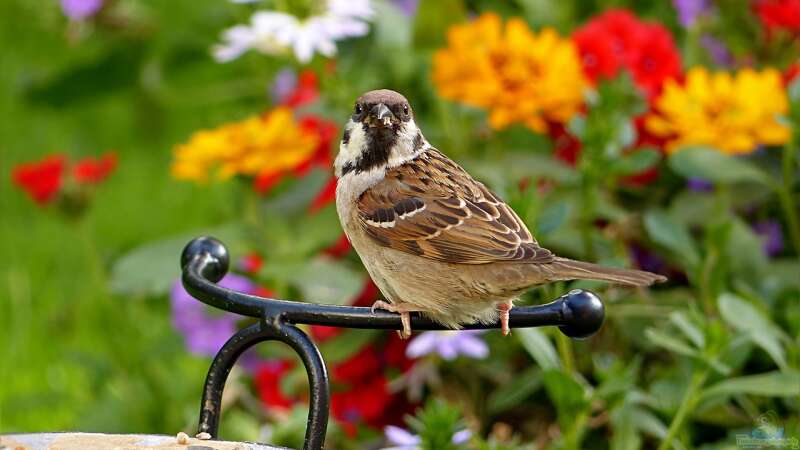 Natürlichkeit im Garten: Der Biophilia-Effekt