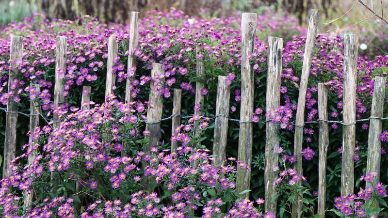 Natürlichkeit im Garten: Der Biophilia-Effekt