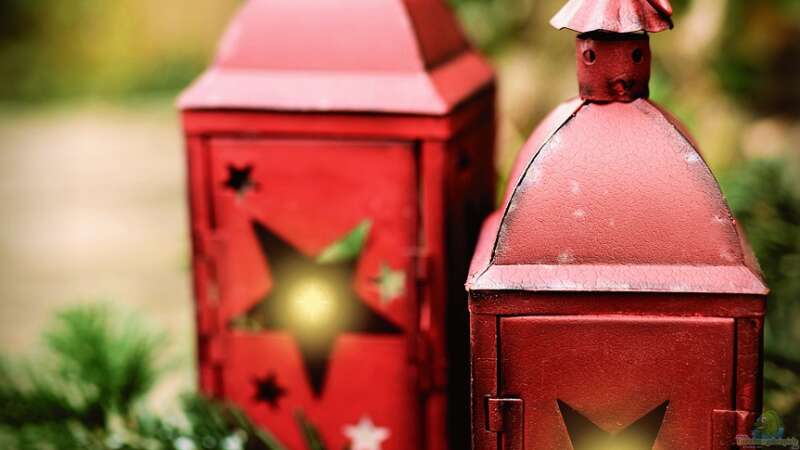 Advent und Weihnachten im Garten