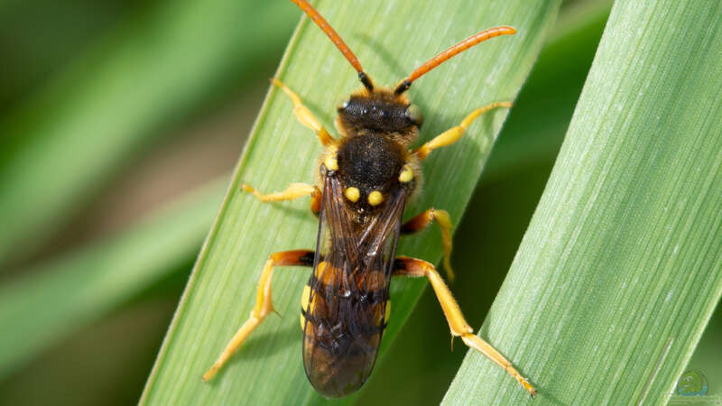 Nicht nur der Kuckuck: Brutparasitismus in der Tierwelt