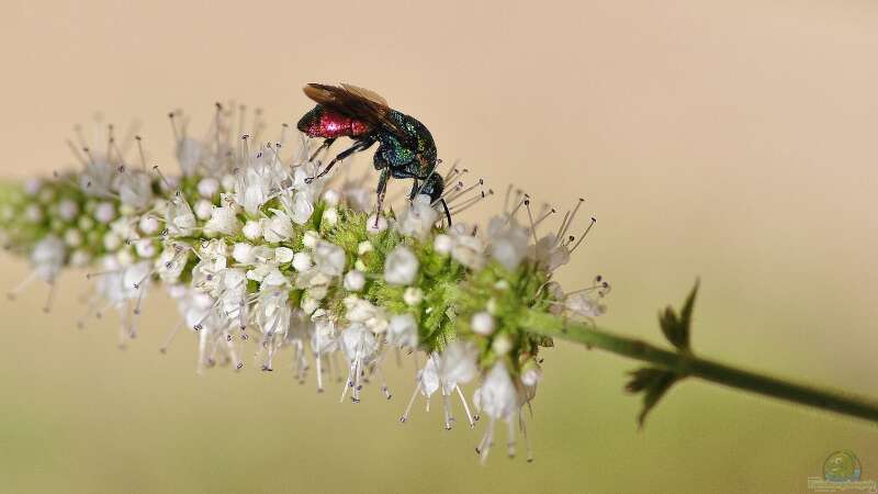 Nicht nur der Kuckuck: Brutparasitismus in der Tierwelt