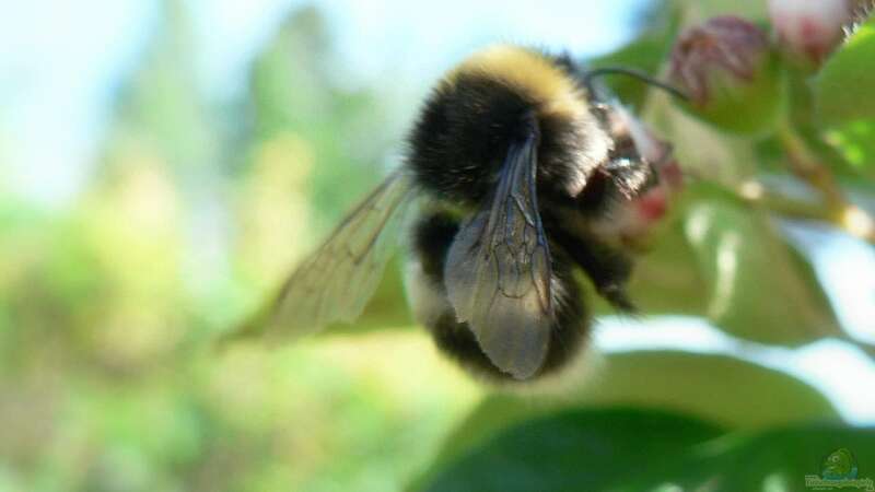 Bienen, Wespen, Hummeln – Unterschiede und Gemeinsamkeiten