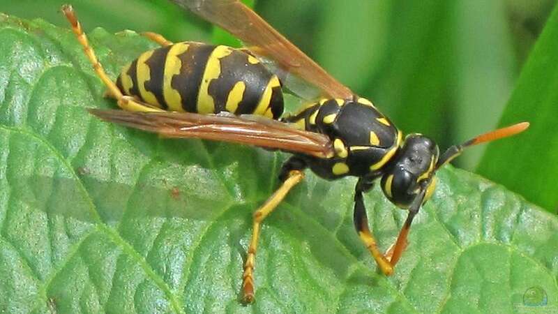 Bienen, Wespen, Hummeln – Unterschiede und Gemeinsamkeiten