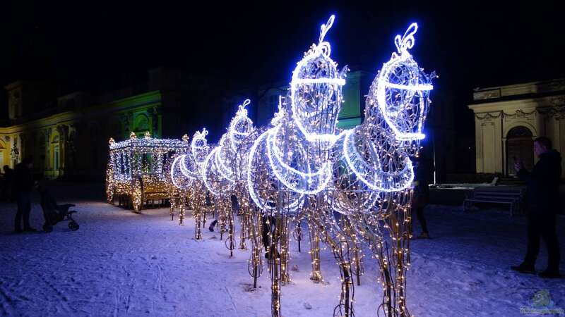 Weihnachtsdekoration im Garten: Stimmungsvoll oder Lichtverschmutzung