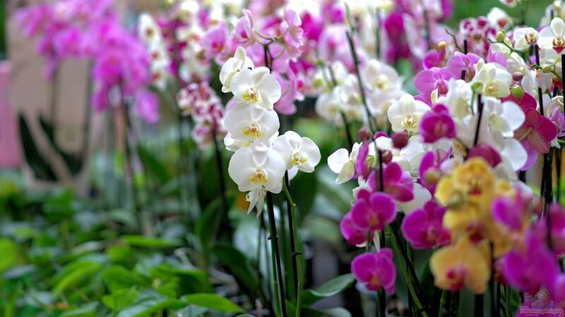 Orchideen im Winter von Tom