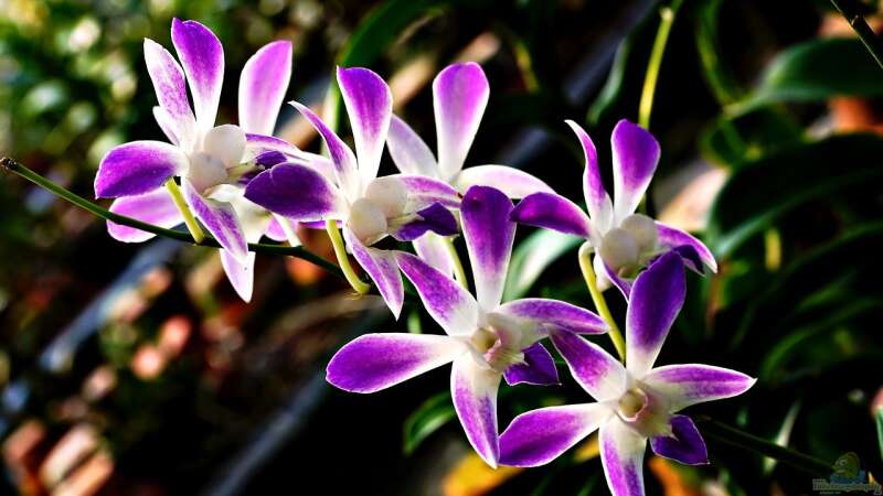 Orchideen im Winter von Tom