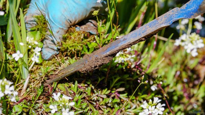 Unkraut: Was ist das überhaupt?