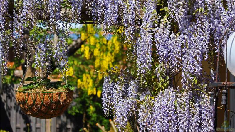 Die besten Gartenpflanzen für Sichtschutz: Ideen für Garten und Terrasse