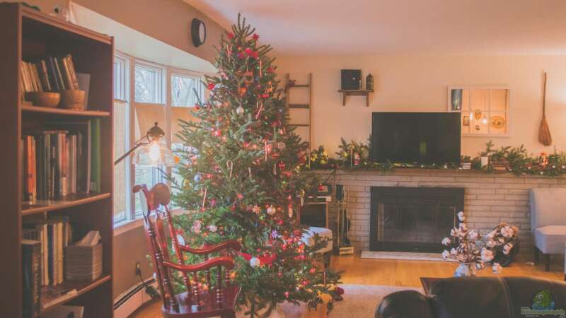 Der Weihnachtsbaum im Wandel der Zeit