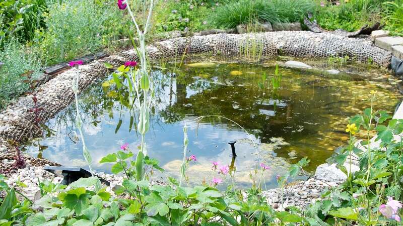 Die verschiedenen Zonen im Gartenteich – ein Leitfaden für Planung und Optimierung